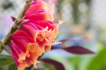 デンドロビューム　ラウエシー　ビカラー