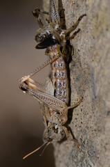Nymph of Moroccan locust Dociostaurus maroccanus in the molting process. Pajonales. Reserve of Inagua. Tejeda. Gran Canaria. Canary Islands. Spain.