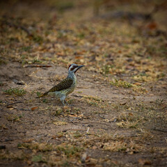 a bennett's woodpecker on the ground close up