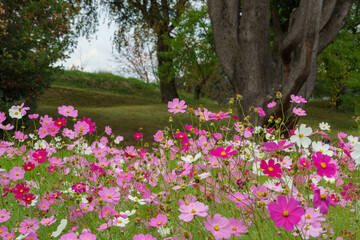 コスモス（秋桜）