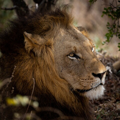 a Male lion close up