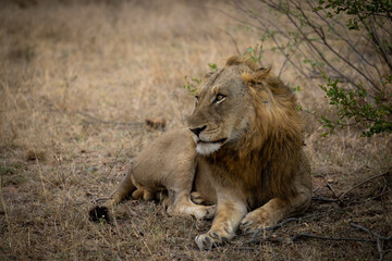a Male lion close up