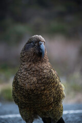 Romeo the Kea Parrot poses for the camera at Monkey Creek in the Fiordland National Park of New Zealand.