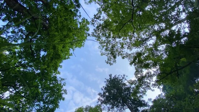 タイムラプス 空と木