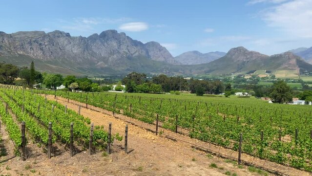 Vineyards with mountains in the background near Stellenbosch in South Africa.