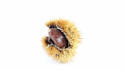 Close up of a chestnut hedgehog © Giuseppe Silvestri/Wirestock Creators