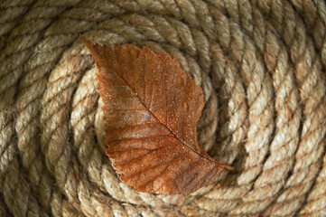 Abstract Autumn Dry Brown Leaf