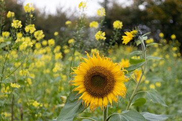 field of sunflowers