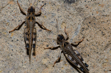 Moroccan locusts Dociostaurus maroccanus. Cruz de Pajonales. Integral Natural Reserve of Inagua. Tejeda. Gran Canaria. Canary Islands. Spain.