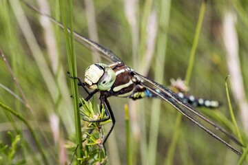 Closeup of a blue-spotted hawker perched on a plant against the grass background
