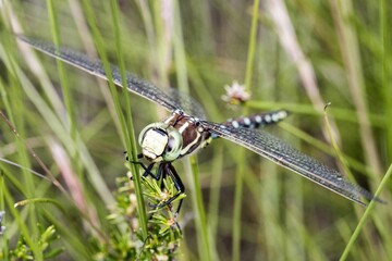 Closeup of a blue-spotted hawker perched on a plant against the grass background