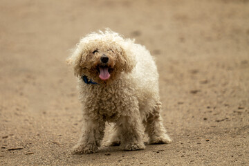 white poodle dog