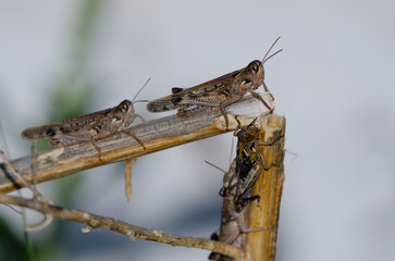 Moroccan locusts Dociostaurus maroccanus. Adults at the top and nymp at the bottom. Reserve of Inagua. Tejeda. Gran Canaria. Canary Islands. Spain.