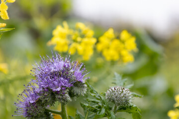 flower in the wet morning