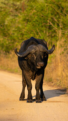 Obraz premium Big Cape buffalo with massive horns