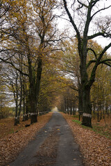 alley in the park