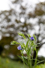 flowers in the forest