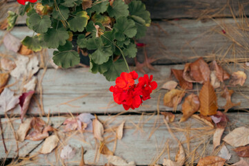 red flower on wooden background in autumn
