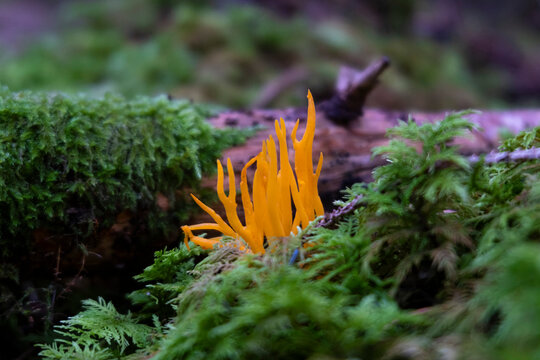 Yellow stagshorn, clavarioid viscosa mushroom, vivid yellow fungus in the green moss in woodland.