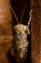 Splendid rock grasshopper Arminda canariensis. Cruz de Pajonales. Integral Natural Reserve of Inagua. Tejeda. Gran Canaria. Canary Islands. Spain.