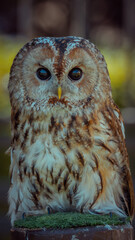 great horned owl - obrazy, fototapety, plakaty