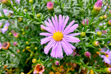Close-up of the purple aster in the garden after the rain.