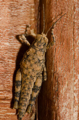 Splendid rock grasshopper Arminda canariensis. Cruz de Pajonales. Integral Natural Reserve of Inagua. Tejeda. Gran Canaria. Canary Islands. Spain.