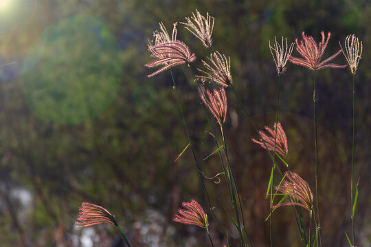 The beauty of Crowfoot grass, (Dactyloctenium aegyptium) with the sun's fair light