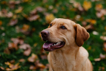 A beautiful female labrador lies in the autumn park. Young beautiful purebred dog close-up portrait. Leaf fall mood. Man's friend is a beautiful and friendly puppy.