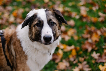beautiful portrait of a sad dog. A dog without a breed on a leash in the park in autumn for a walk. A pet is a man's best friend. Mongrel from the shelter