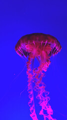 Purple jellyfish against blue background