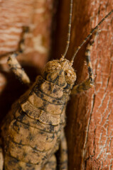 Splendid rock grasshopper Arminda canariensis. Cruz de Pajonales. Integral Natural Reserve of Inagua. Tejeda. Gran Canaria. Canary Islands. Spain.
