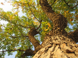 Fototapeta na wymiar autumn image of a tree. original photograph of a tree in autumn taken from the base of a tree trunk