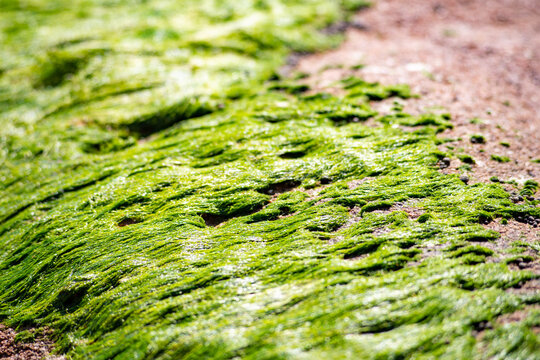 A solid cover of green algae Enteromorpha. Texture