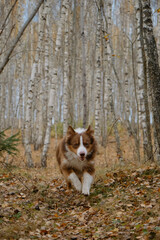 Concept of active pets outside. No people. Brown Australian Shepherd dog walks in autumn forest along trail of yellow fallen leaves. Aussie red tricolor runs fast in fall park in birch grove.