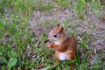 Naklejka na ściany i meble red squirrel sitting on grass and eating nuts isolated, close-up