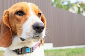 Close-up of Beagle against green grass background. Estonian Hound great hunting dog sitting on the grass in park