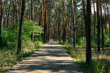 Fototapeta na wymiar Tall pines and green shrubs grow in the city park, a wide, tiled pedestrian path goes forward, a great place for walking and relaxing
