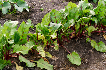 Red beets are growing in the home garden, the fruits have already begun to form in the ground, green leaves with red veins at the top, a garden scene