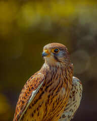 red tailed hawk