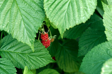 Red and juicy raspberries lurked among the green leaves of a raspberry bush, a beautiful garden still life