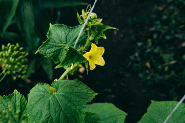 A green cucumber bush has bloomed, a yellow flower is the beginning of fruit growth, vegetables are...