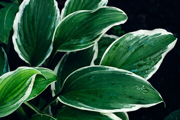 Beautiful, green with a white border, hosta leaves photographed in close-up, there were drops of water on the leaves after the rain, a beautiful still life