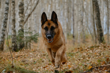 Thoroughbred dog runs in birch grove in autumn. German shepherd dog walks through fall forest among fallen yellow leaves. No people. Concept of active pets outside.
