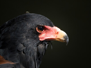 protrait of an eagle with fly