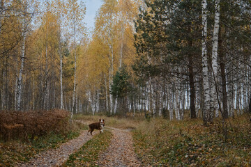 Brown Australian Shepherd dog walks in autumn forest on rural road. Aussie red tricolor walks in fall yellow park among birches and coniferous trees. Concept of active pets outside.
