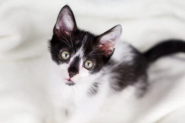Black and white cute kitten on a light background. A little kitten with a black nose