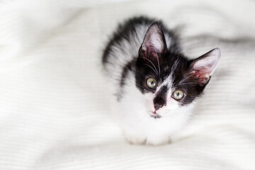 Black and white cute kitten on a light background. A little kitten with a black nose
