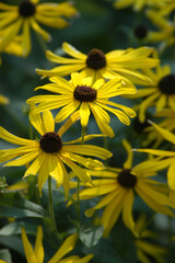 yellow flowers in the garden