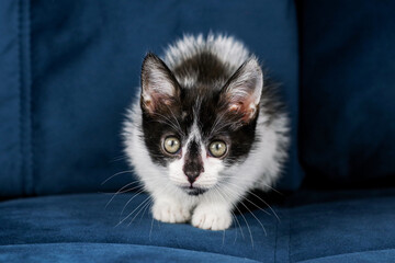 Cute funny black and white kitten is lying on a blue sofa. A kitten in the house. Fluffy kitten looks at the camera. Animal emotions